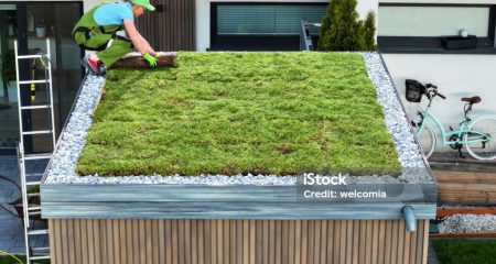 Professional Caucasian Landscaper Finishing Sedum Green Roof Installation on a Modern Garden Shed.